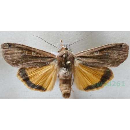 Noctua pronuba (Linnaeus, 1758) Rolnica tasiemka Czech21f